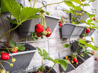 Ripe and unripe strawberries hanging from rows of strawberry plants in a vertical garden on a sunny wall in a small patio © Luoxi
