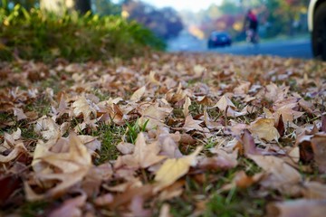 Obraz premium autumn, leaves, fall,