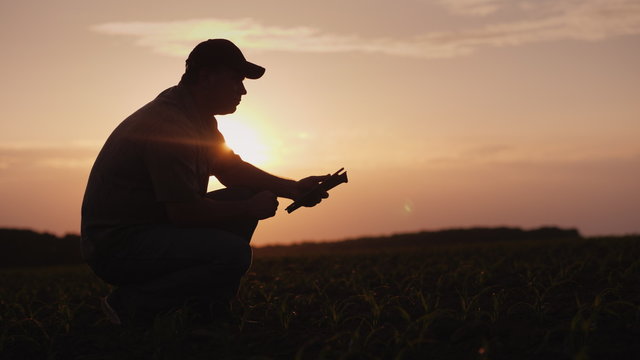 A farmer is working in the field at sunset. Studying plant shoots, using a tablet