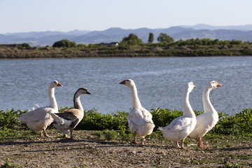 A bunch of geese near a lake at the sunset in Romania