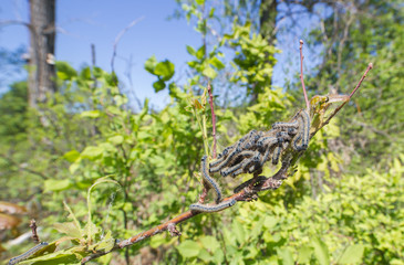 Bunch of caterpillars in the spring sun on a tree branch