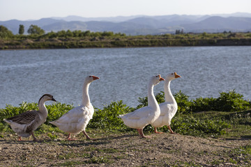 A bunch of geese walking near a lake at the sunset in Romania