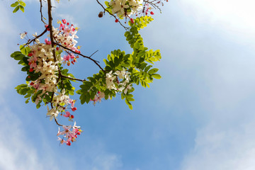 Flowers of Cassia bakeriana or common name Horse Cassia , Pink Cassia , Pink Shower or Wishing Tree.