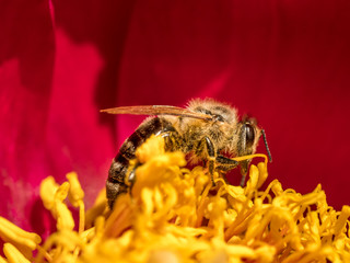 Bee on peony