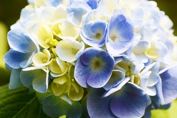 Season of Hydrangea