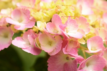 Season of Hydrangea