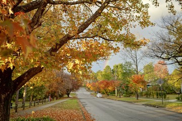 Naklejka premium autumn, leaves, fall,