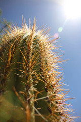 cactus in the sun
