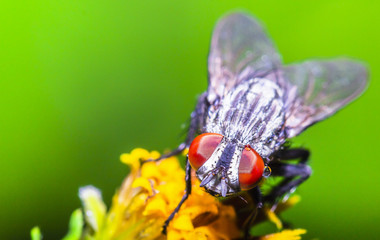 Close-up, fly on green leaf. Macro photography.
