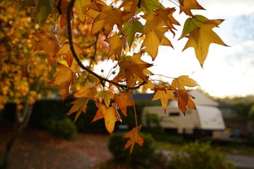 autumn, leaves, fall,