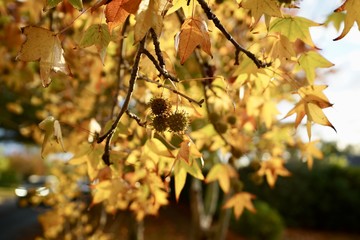 autumn, leaves, fall,