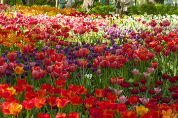 Colorful tulips in a park during tulip festival in Saint Petersburg