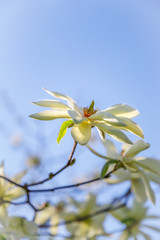 Magnolia flowers against blue sky background. Springtime