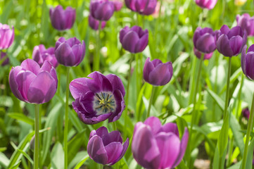 Fototapeta premium Colorful tulips in a park during tulip festival in Saint Petersburg