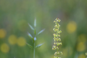 Fototapeta premium Spring flowers in morning lights