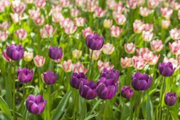Colorful tulips in a park during tulip festival in Saint Petersburg