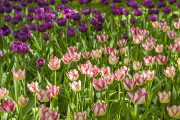 Colorful tulips in a park during tulip festival in Saint Petersburg