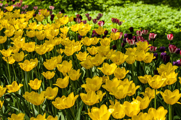 Colorful tulips in a park during tulip festival in Saint Petersburg