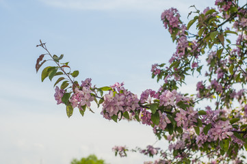 Spring blossoms on a sunny day in a park