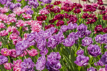 Colorful tulips in a park during tulip festival in Saint Petersburg