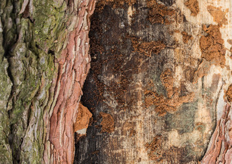 Real tree old wooden texture. Wood background with green moss and mold. Natural forest rustic photo. Vertical ecological pine bark.