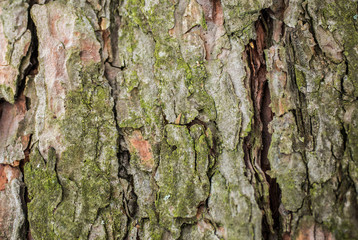 Real tree old wooden texture. Wood background with green moss and mold. Natural forest rustic photo. Vertical ecological pine bark.
