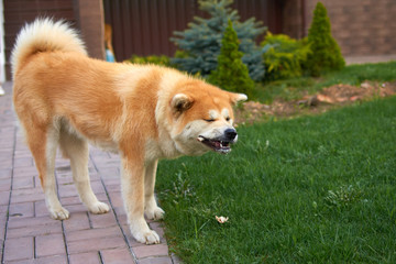 Dog Laika gnaws bone close-up