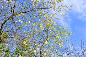 Blossoming apple tree.