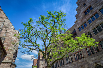 Fototapeta na wymiar Beautiful green tree on Nuremberg Street, Bavaria, Germany