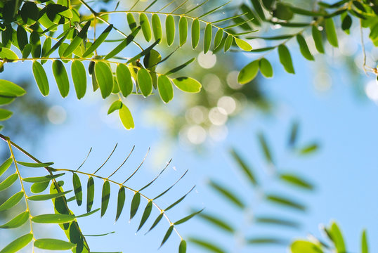 FOLLAJE DE TIPUANA TIPU. BOT&Aacute;NICA