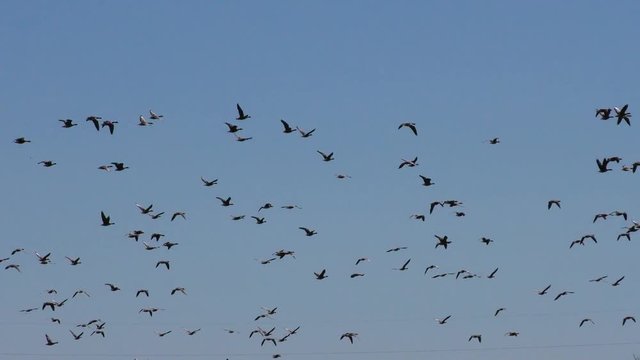 Flying flock of wild geese in the sky. Migration of the flock of birds to the North.  