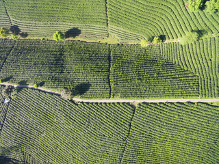 Tea Plantation On The Mountain From Aerial View with sunshine