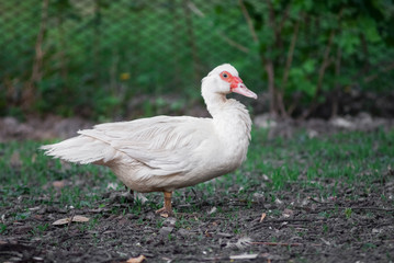 duck in a row. white duck on the wild grass