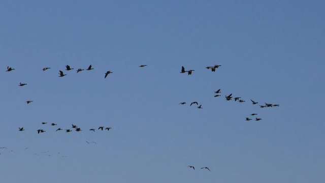 Flock of wild geese flying in the sky. Migration of the flock of birds to the North.   