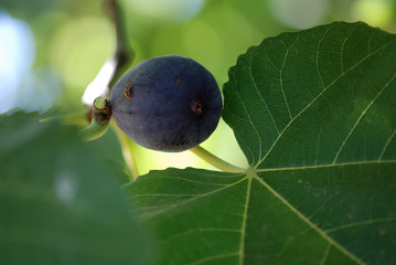 HIGOS EN UNA HIGUERA