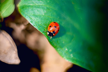 ladybug