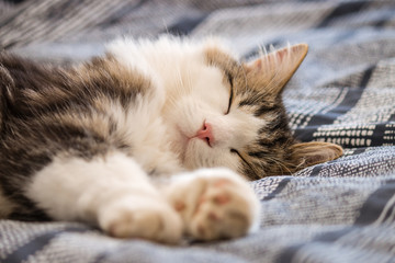 lazy tabby cat resting on blue bed cover