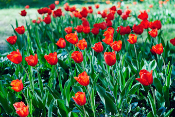 Fototapeta premium tulip red