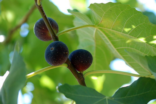 HIGOS EN UNA HIGUERA