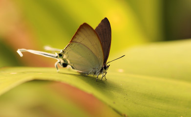 Butterfly on a green leaf