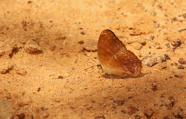 Butterfly in Natural background.