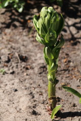 Lilium sprout or shoot growing on a spring morning