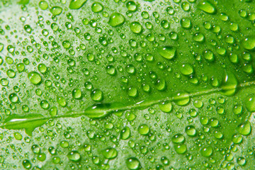 Fototapeta na wymiar Macro background drops on green leaves