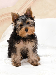Beautiful puppy yorkshire terrier