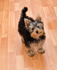 Beautiful puppy yorkshire terrier