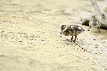 Little brown and yellow duckling of mallard standing on sandy seashore with open beak, talking, looking funny