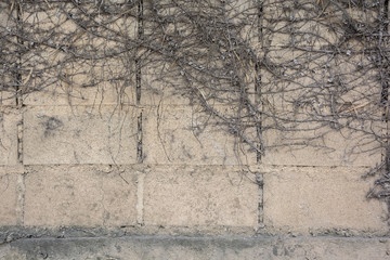 Concrete block wall. background of Cement block wall.