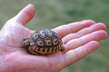 Baby turtle in hand