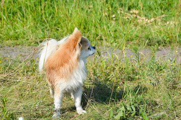 Fototapete bei efototapeten.de bestellen   