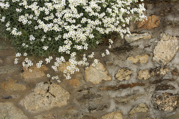 White flowers covering an old rock wall